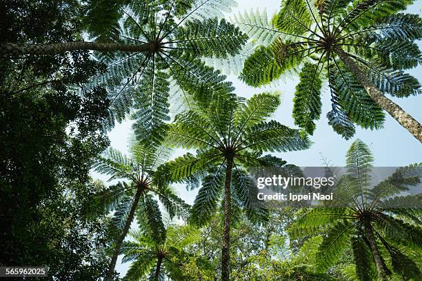 looking up at tree fern canopy in jungle, japan - amami stock-fotos und bilder