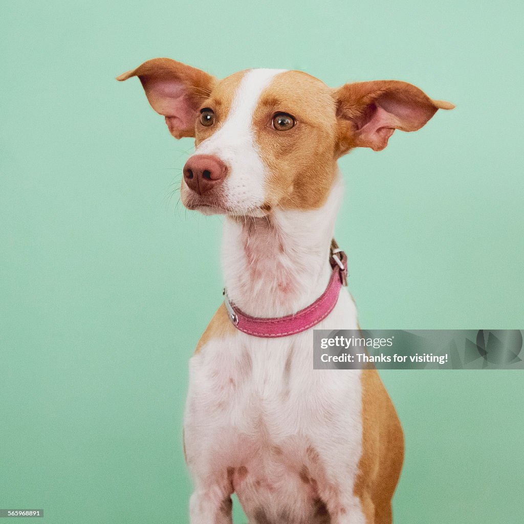 Cute dog on blue