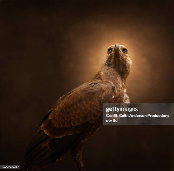 Hawk Up 140 Precision Hawk Stock Photos, High-Res Pictures, and Images - Getty ...