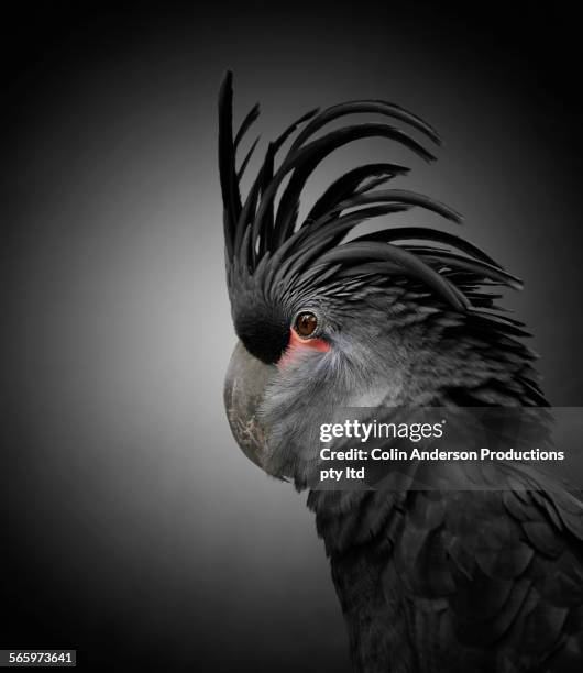 close up of cockatoo with black feathers - kakadu stock-fotos und bilder
