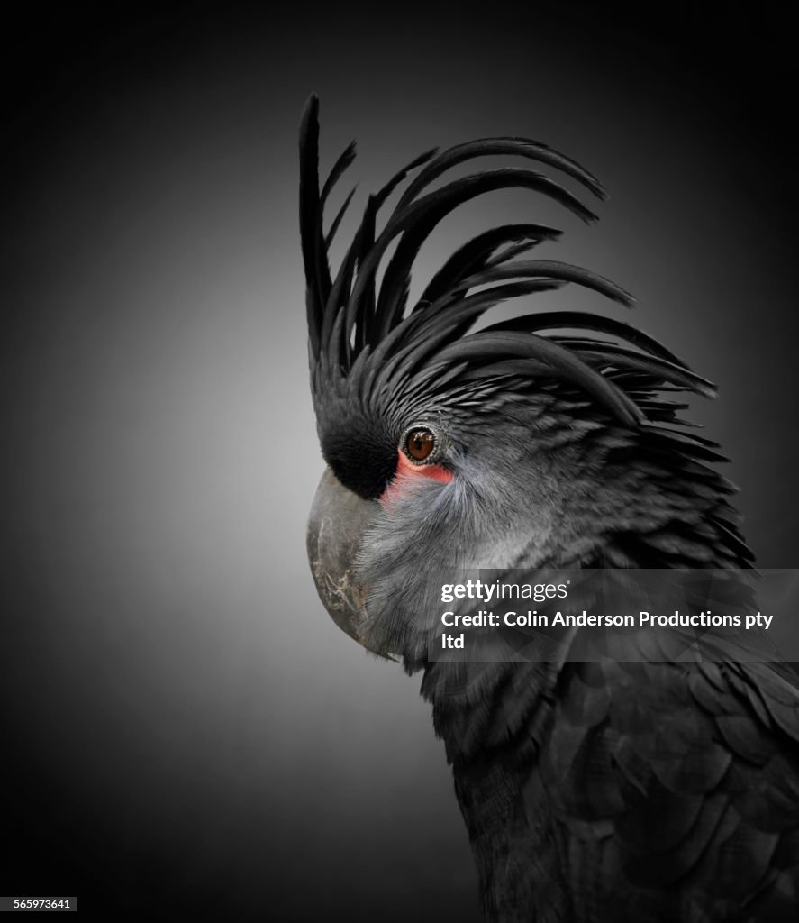 Close up of cockatoo with black feathers