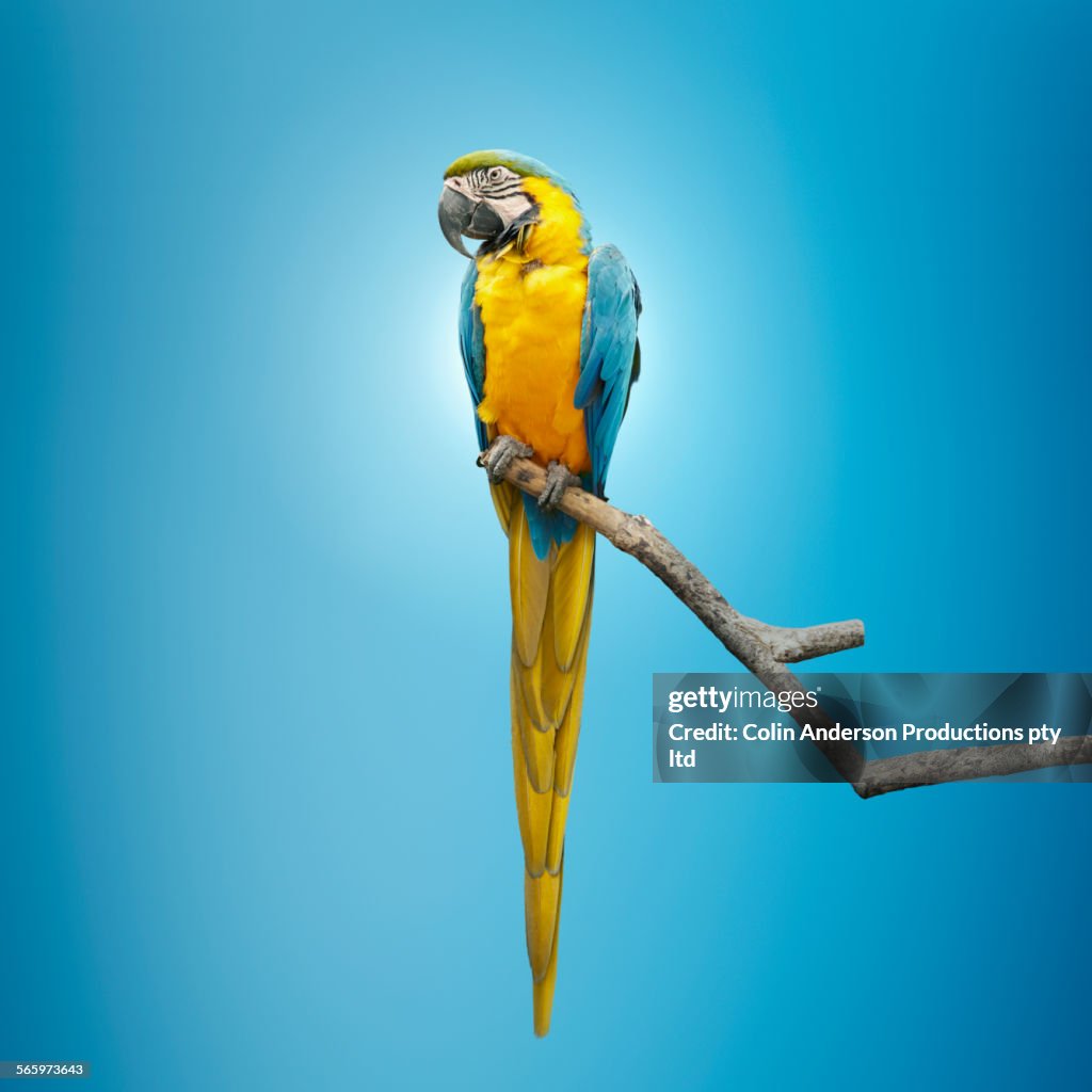 Close up of macaw perching on tree branch
