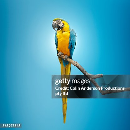 Close up of macaw perching on tree branch