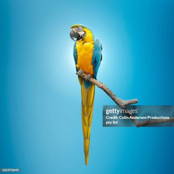 close up of macaw perching on tree branch - blue and yellow macaw stock pictures, royalty-free photos & images