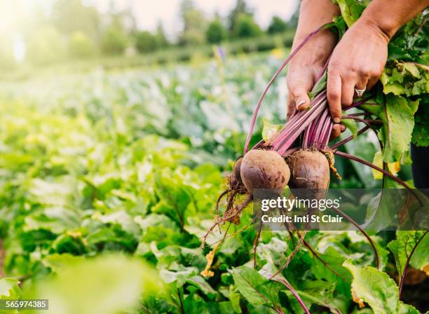 close up of hands harvesting beets in farm field - remolacha fotografías e imágenes de stock
