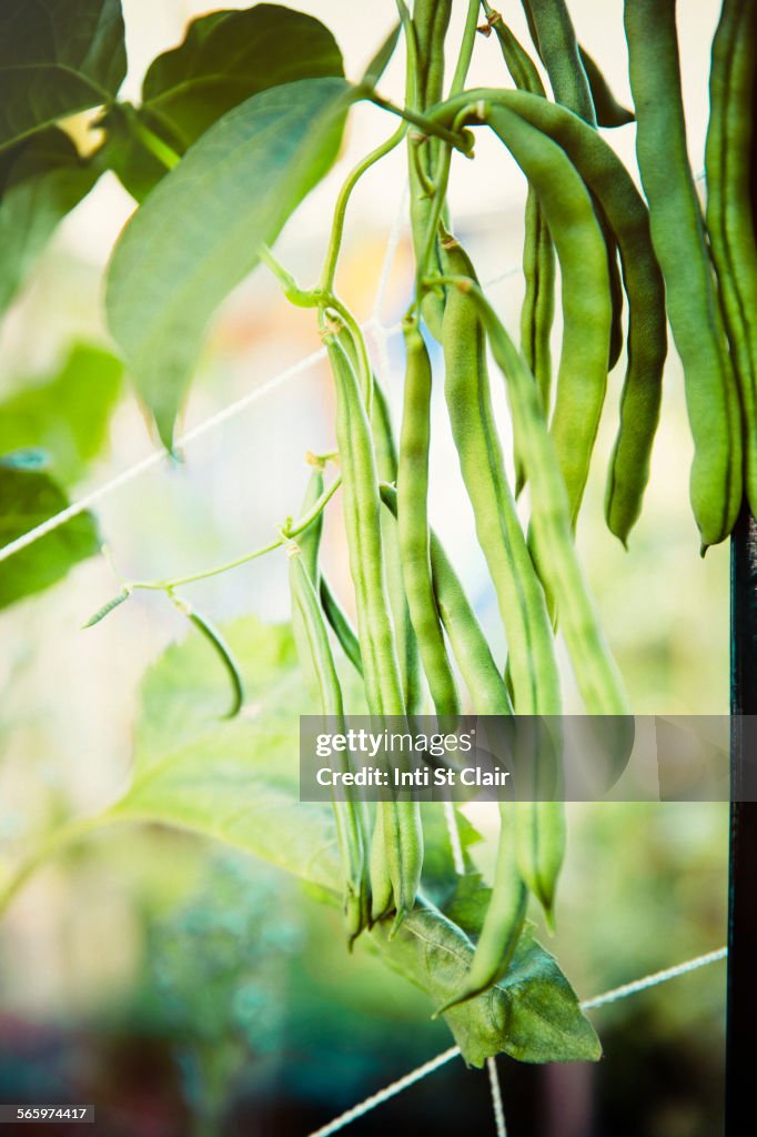 Close up of green beans growing on vine