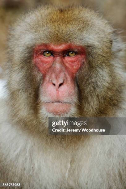 Red Face Monkey Photos and Premium High Res Pictures - Getty Images