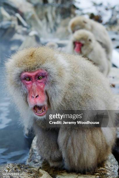 close up of monkey shouting on rock near river - angry monkey stock pictures, royalty-free photos & images