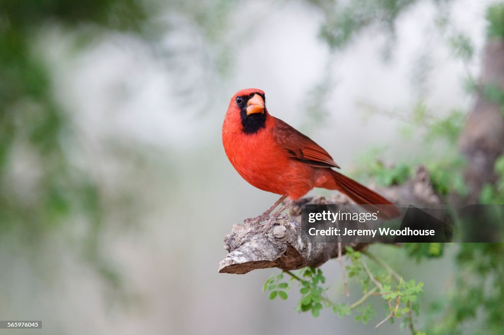 Close up of cardinal perching in tree