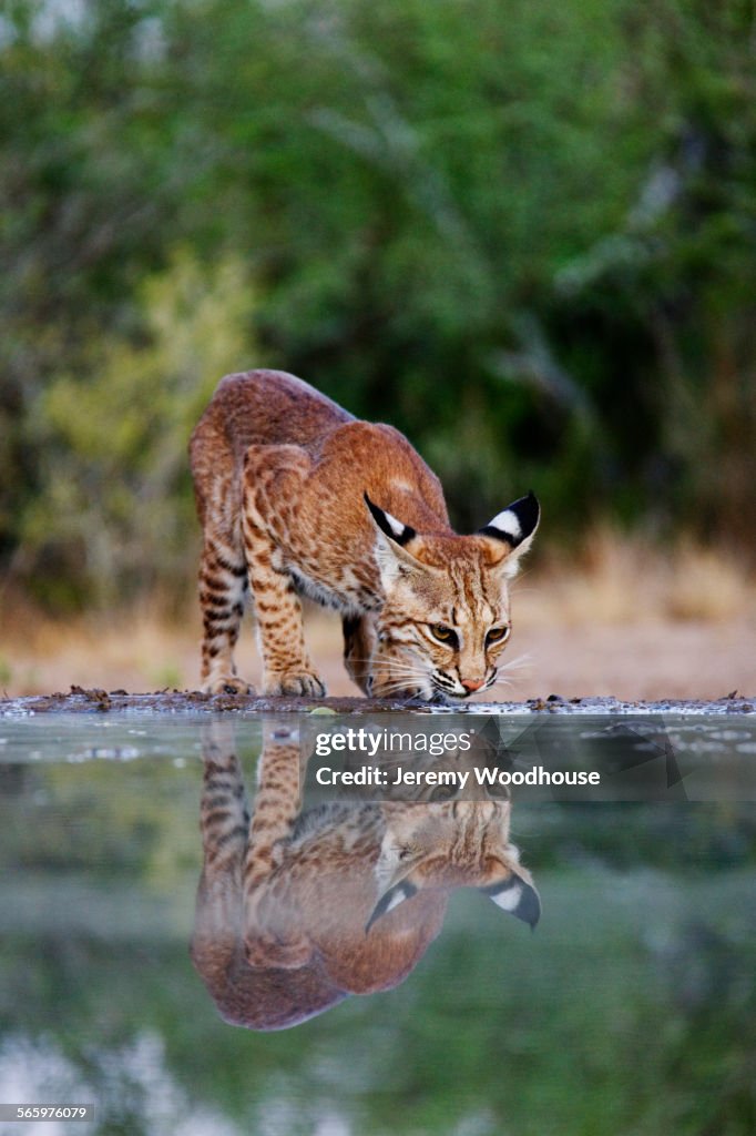 Bobcat drinking at still pond