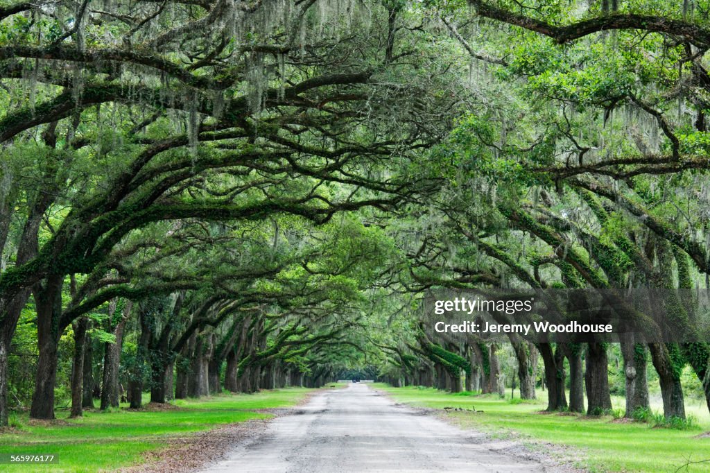 Curving trees growing over gravel path