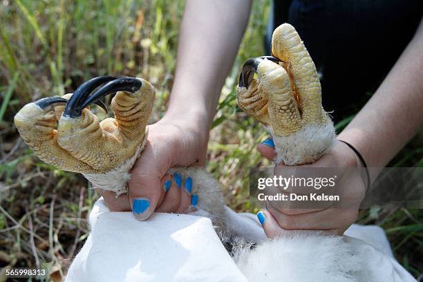 - Angiline DiDonato grasps the legs of a Golden eagle chick with ice-pick talons while field biologists record the bird's vital statistics....