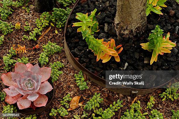 Succulents accent the back yard at the home of Laura Haskell and Andrew Stoneman in Costa Mesa.