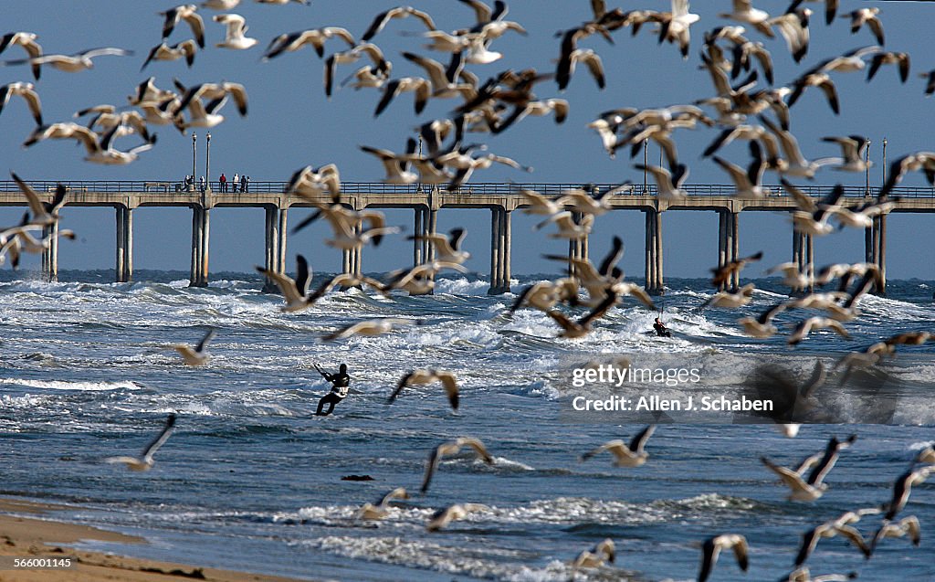 A flock of seagulls take flight as cold, gusty winds propel a kite surfer through the breakers in H