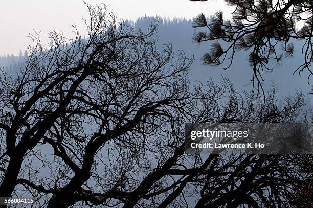 Burned trees in the foreground and the mountain top beyond in the Stanislaus National Forest, Tuolumne, on Sep. 13, 2013. Soil Scientist Todd J....