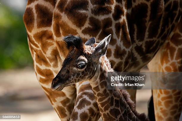 On the first day, Friday morning, out for public viewing female giraffe calf named SOFIE stays closed to her mother at Los Angeles Zoo. The calf,...