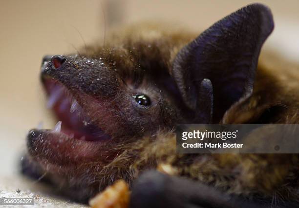 Bat specialist Debbie Buecher holds a healthy, rescued Big Brown Bat that she uses to teach others about bats February 22, 2011. Buecher and a team...