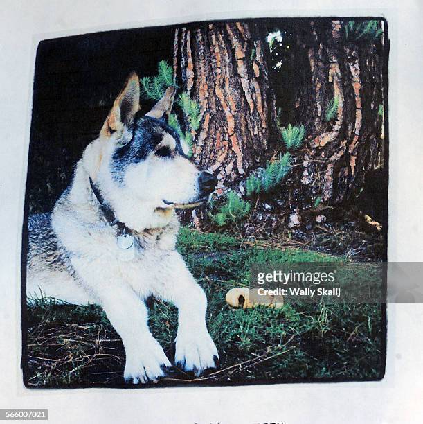 Memorial sits along Cochran St. For "Annie" who passed away Saturday after a bee sting in Los Angeles Tuesday July 17, 2012. The half wolf and huskie...