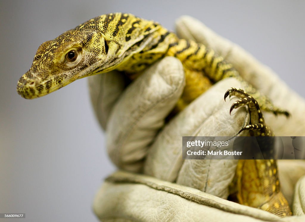 A komodo dragon hatchling tastes the air with his tongue while LA Zoo reptile curator Ian Recchio w