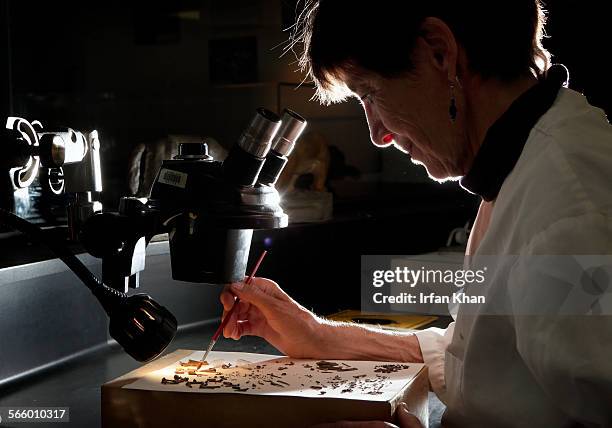 Shelley Cox uses microscope to examine microfossils found in matrix from Saber tooth cat skull "Giml" at Page Museum in La Brea Tar Pits. Museum that...