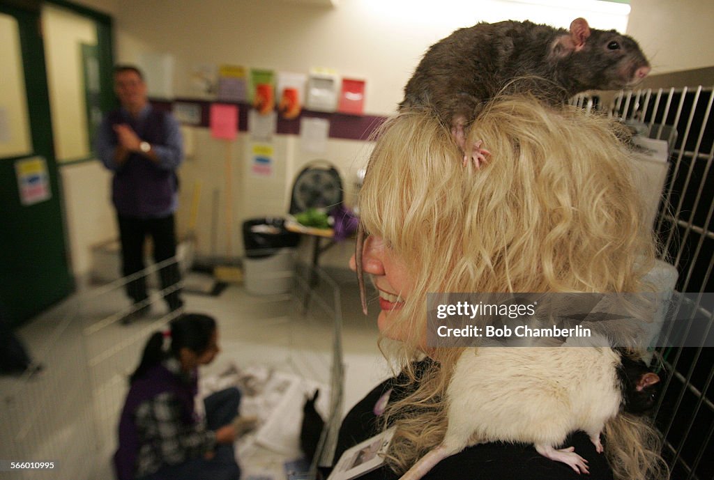 San Francisco Animal Care and Control volunteer Penny Eggen allows two abandoned rats to find their