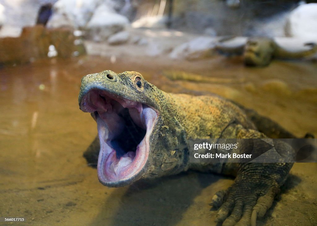 The giant komodo dragon male at the  LA Zoo may look like he's ready to take a bite, but he is actu