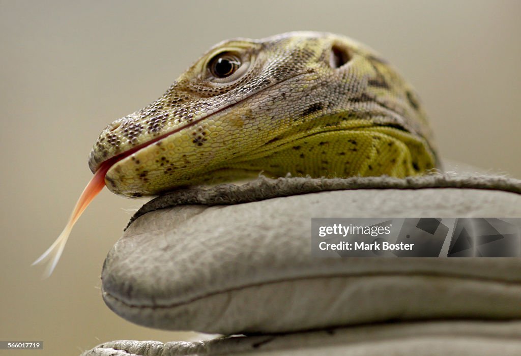 A komodo dragon hatchling tastes the air with his tongue while LA Zoo reptile curator Ian Recchio w