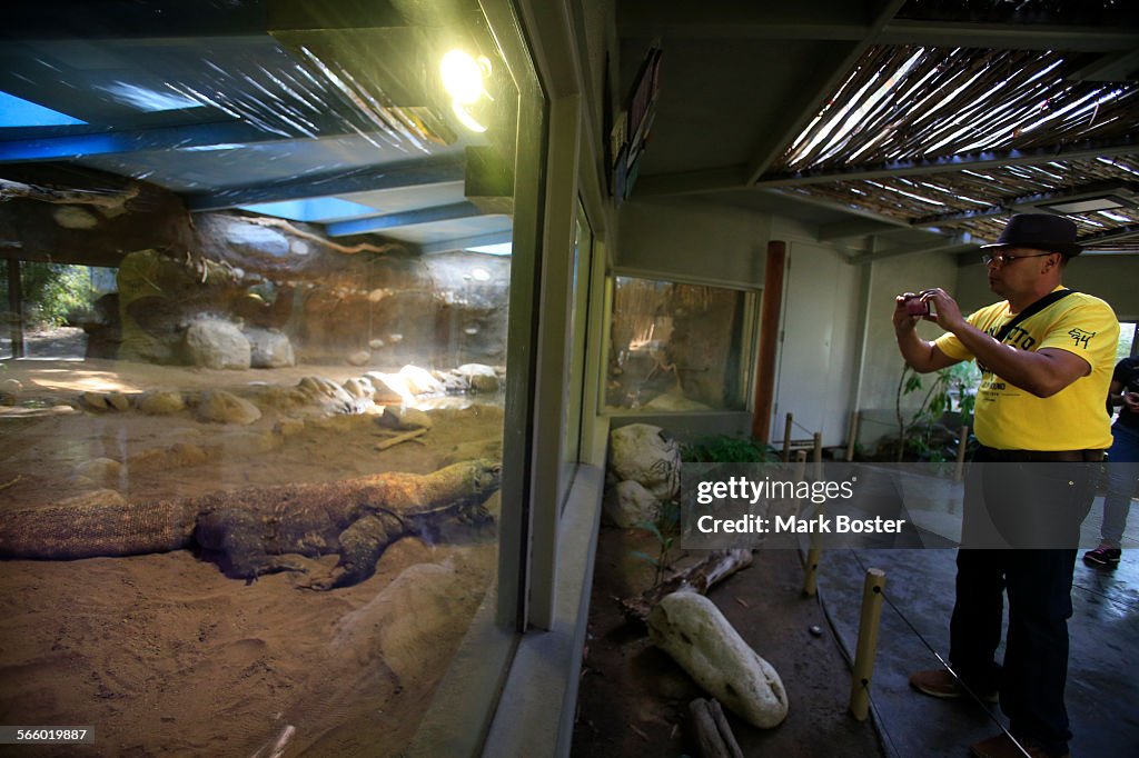 Spectators snap photos of the giant komodo dragon male at the LA Zoo. The huge reptile is one of t