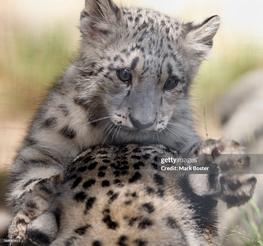 One of the two snow leopard cubs born at the Los Angeles Zoo jumps on his mother's head during thei
