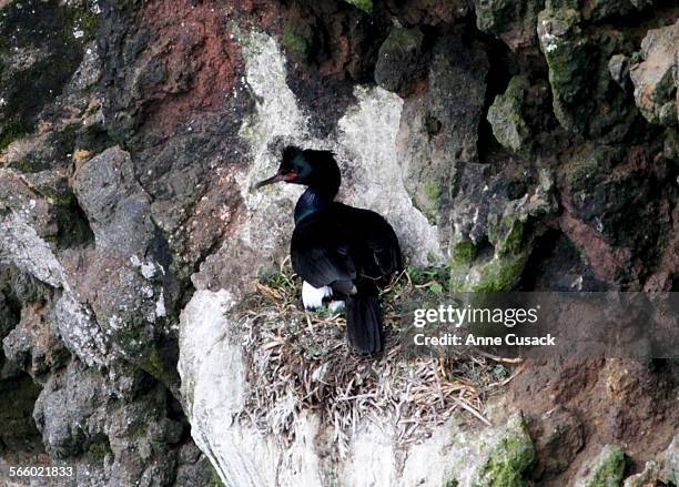 Cormorant nests on a cliff on Anacapa Island during a tour given by the National Park Service to show the success of a rat eradication program that...