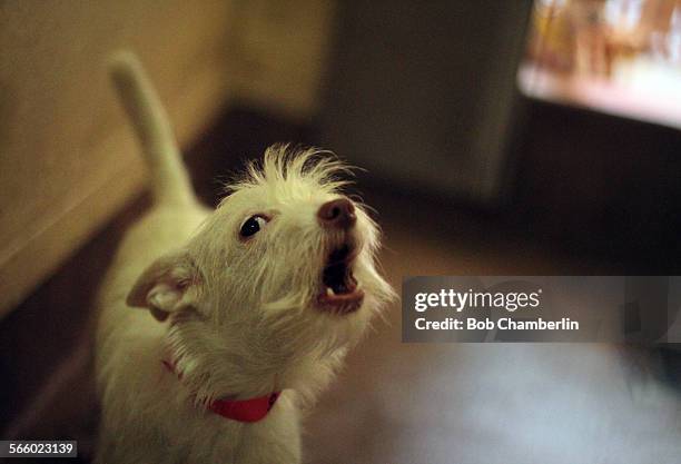 Little white Terrier mix marks his territory with a bark on JUNE 01 at the South L.A. Animal Shelter which is the only shelter in the city that has...