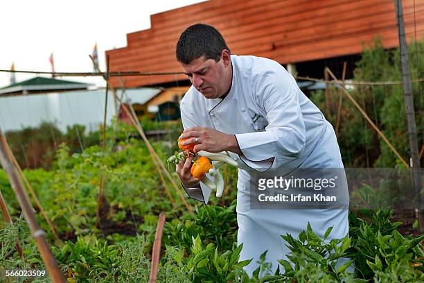 David Teig, executive chef at Sheraton Fairplex Hotel and Conference Center, picks fresh vegetables from a farm established at L.A. County Fair...
