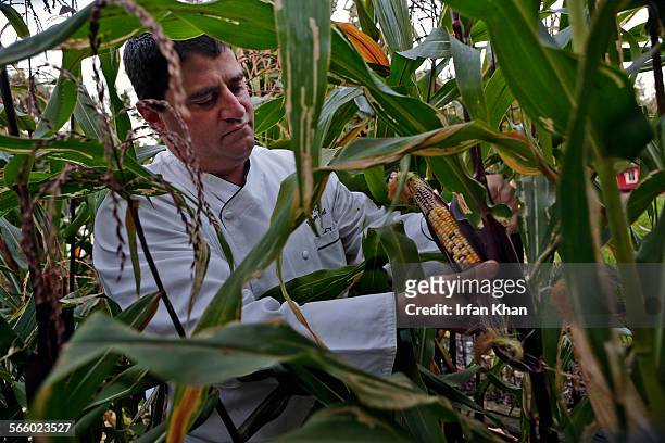 David Teig, executive chef at Sheraton Fairplex Hotel and Conference Center, picks corn from a farm established at L.A. County Fair grounds. Fried...