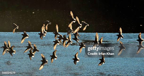 Least Sandpipers skim the surface of San Gabriel River that flows through eastern part of Whittier Narrows Nature Area in South El Monte.