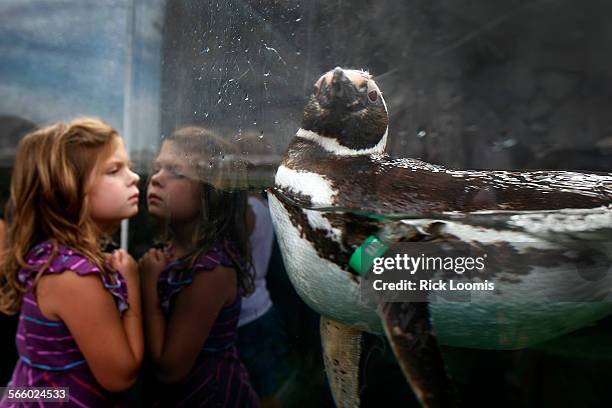 Quinn Womble of Wilmington, N.C., looks into one of several salt water fish tanks at the Aquarium of the Pacific, this one holding Magellanic...