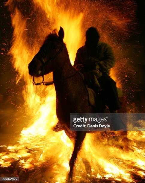 Horse is led through a bonfire to celebrate the San Bartolome de Pinares fiesta in honor of Saint Anton, the patron saint of animals, on January 16,...
