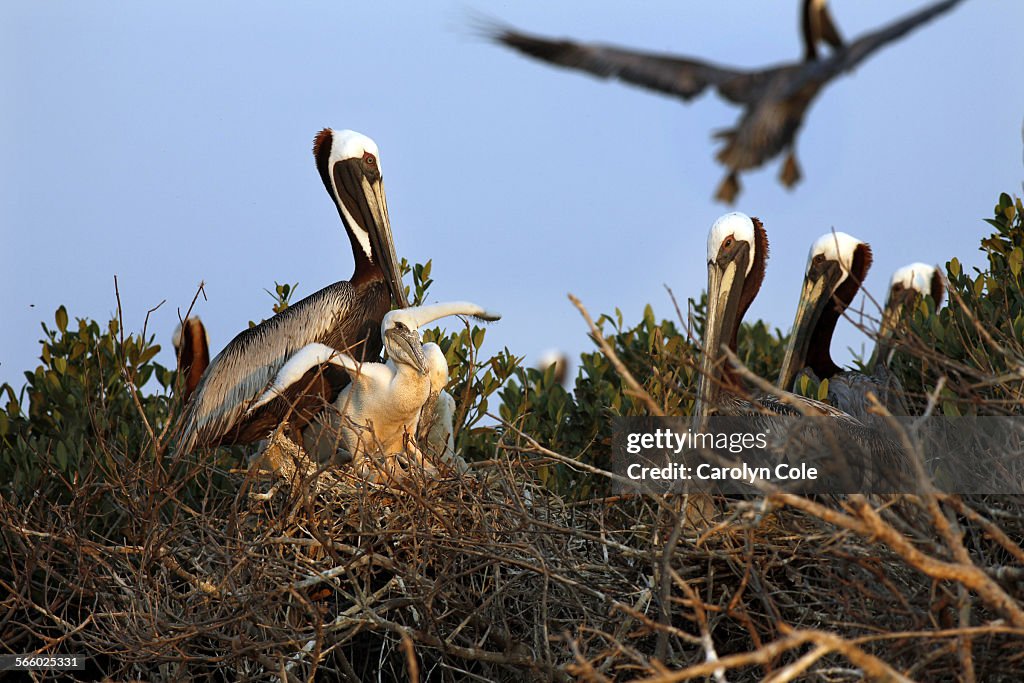 GRAND ISLE, LOUISIANAMAY 24, 2010A female brown pelican tends to her chicks, as they try to exe