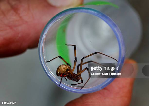 Entomologist Lenny Vincent holds a plastic tube containing a brown widow spider that he and a team of students and other scientists gathered for...