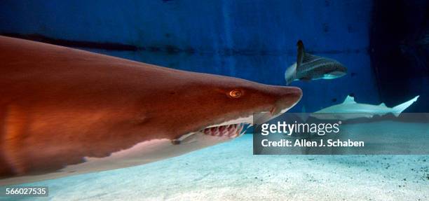 An underwater view of a Sand Tiger Shark with it's teeth showing, as it swims amid a variety of sharks in Shark Lagoon at the Aquarium of the Pacific...