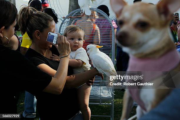 Kolya Gonzalez, 9 mos., recoils as he comes face to face with a cockatiel while his mother, Amparo take his photo at the 33rd annual Lotus Festival.