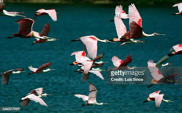 Roseate Spoonbills fly across Clay Bottom Pond in High Island, Tex., a sanctuary for birds that migrate from their breeding grounds in North America...