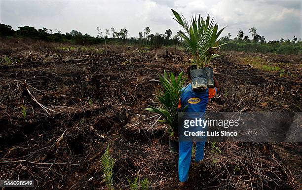 Plantation worker carries palm seedlings to be planted on a cleared and burned swath of peatland rainforest in Riau province on the Indonesian island...