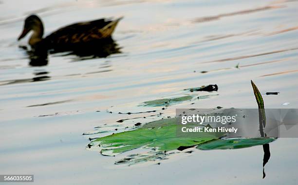 Duck feeds near a piece of the lotus floating on the lake. The famous lotus beds in Echo Park lake, Thursday, June 26 look like they are in their...