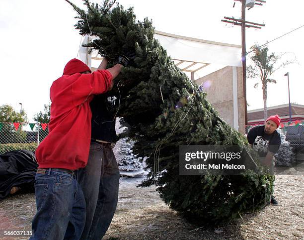 Left to right-George Bernal, Hector Vega, and Nasir Mia, stand up an 11 foot noble fir christmas tree for a customer to view at Tina's Trees in...