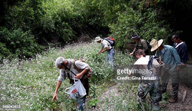 Group of nature enthusiasts pick wild radishes while foraging for wild food in Hahamongna Watershed Park.