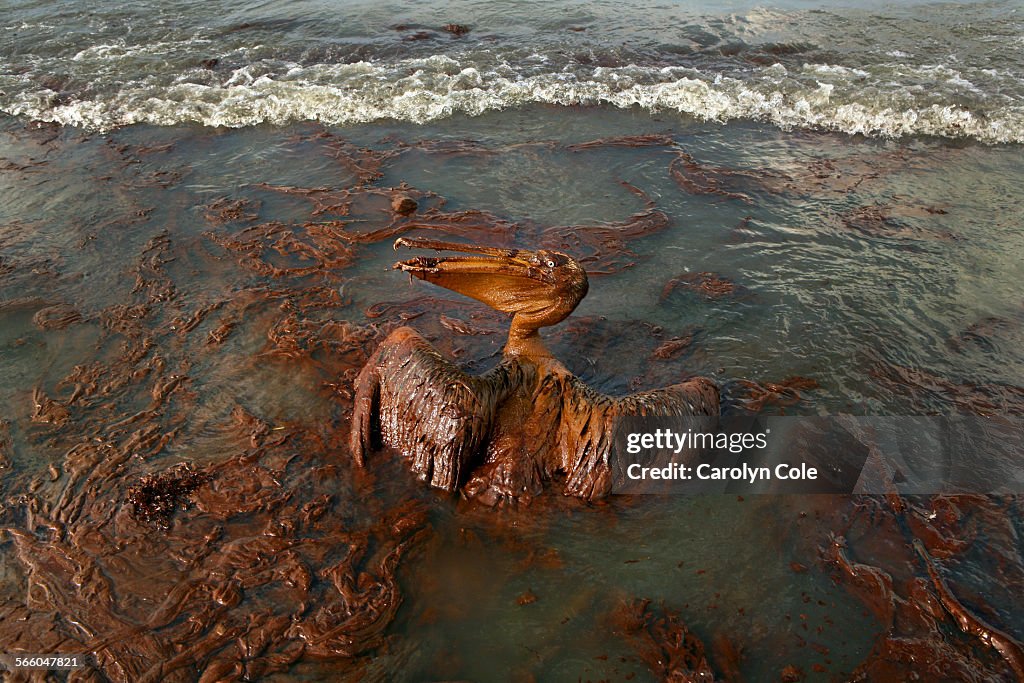 BARATARIA BAY, LOUISIANAMAY 4, 2010Globs of oil hang from the beek of heavily oiled pelican flo