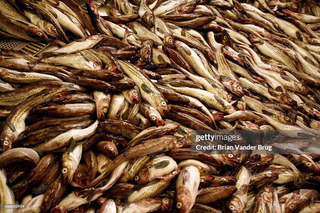 Alaskan Pollock is America's largest fishery. Its white flesh is used in McDonald's and Burger King