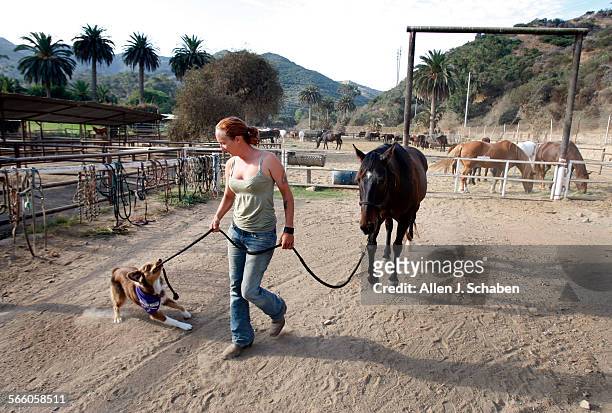 Horse wrangler Michelle "Spike" Savage who has worked at the stable for over four years, plays with her dog "Puca", while she walks "Bruno", a...