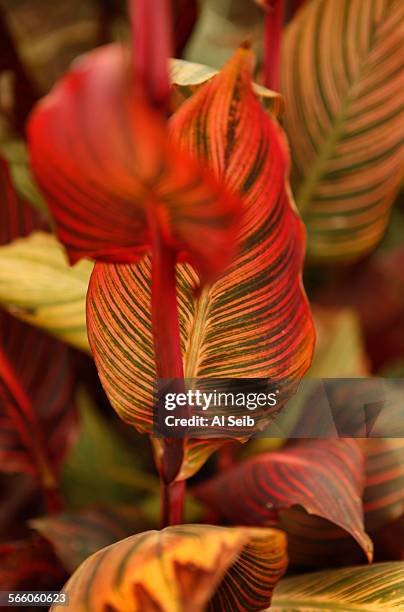 Canna Lily's provide a burst of color surrounded by unusual succulents in the front yard of Randy Bergman's home in the Cheviot Hills neighborhood of...