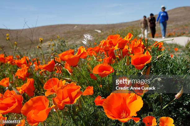 Visitors walk the trail as the fields are turning golden in the Antelope Valley California Poppy Reserve as the poppies bloom on this spring day on...